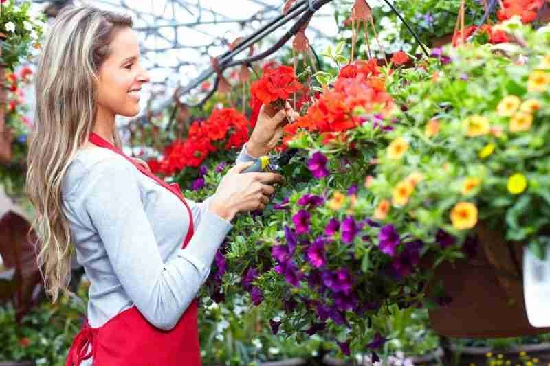 8 Best Places to Buy Indoor Plants Online